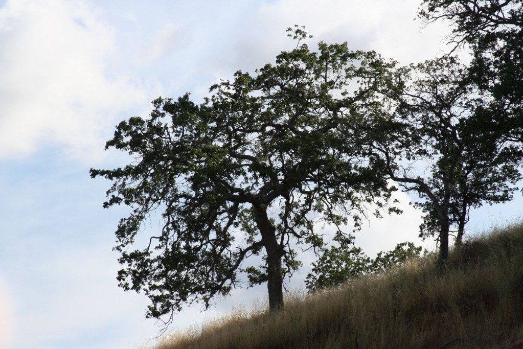 Abundant Healthy Oaks - nice contrast against the evening sky