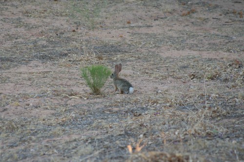 Not the Easter Bunny, our neighbor.