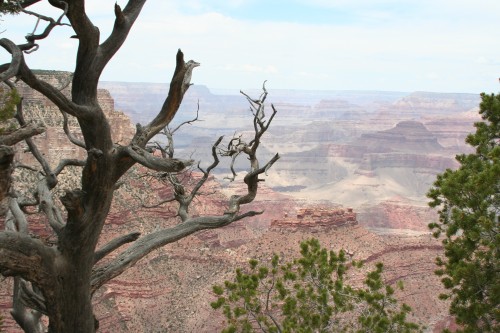 One of the many gnarly trees on the Rim Trail.