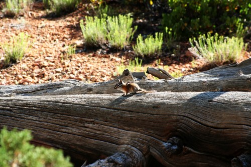 Our furry friend, after posing scurried off to find a place to hide.